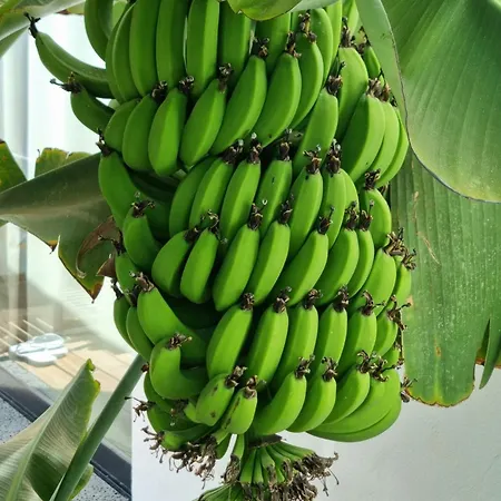 Lägenhet Osaya Tindaya