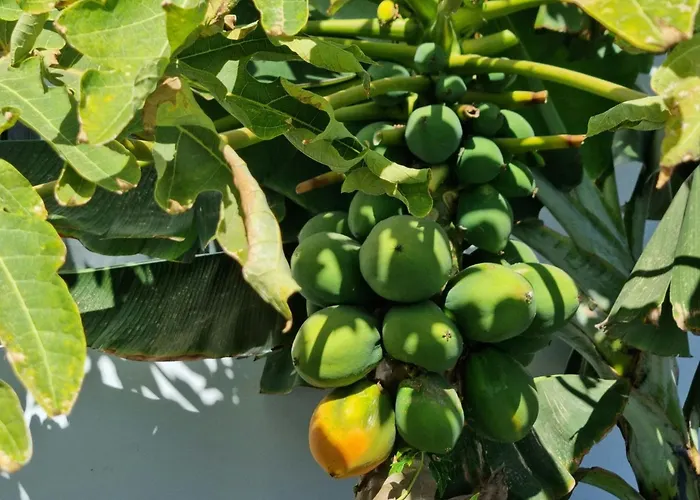Osaya דירה *